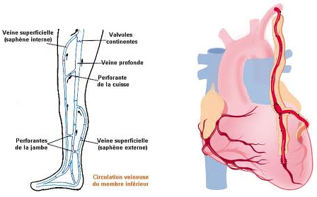 La veine saphène interne